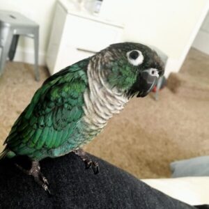 Oscar – Turquoise Conure