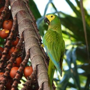 Red Bellied Macaw Parrot