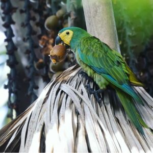 Red Bellied Macaw Parrot