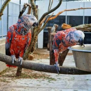 Red Factor African Grey Parrots