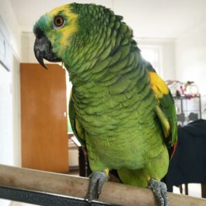 Red Lored Amazon Parrot