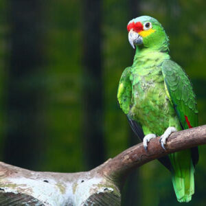 Red-Lored Amazon Parrot