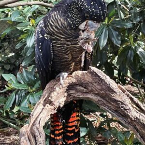 Red Tailed Black Cockatoo Parrot For Sale