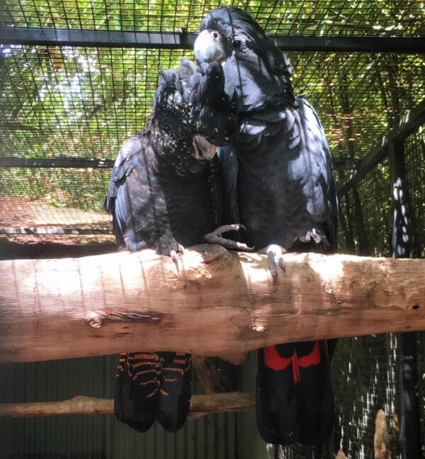 Red Tailed Black Cockatoo Parrots