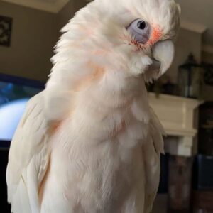 Rico – Corella Cockatoo