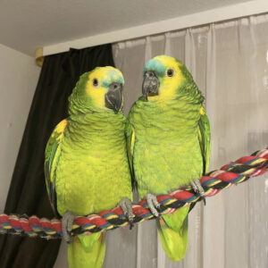 Rio & Rosa- Blue Fronted Amazon parrots pair