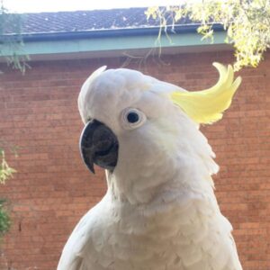 Rocky – Sulphur Crested Cockatoo