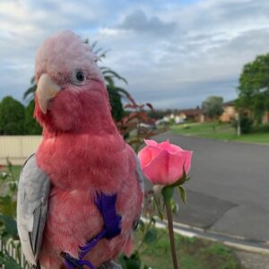 Rose Breasted Cockatoo Parrots