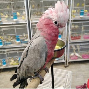 Rose Breasted Cockatoo Parrots