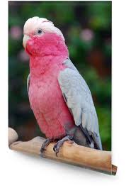 Rose Breasted Cockatoo Parrots For Sale Online - Live Parrots