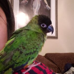 Salma – Nanday Conure