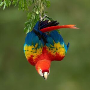 Scarlet Macaw Parrot