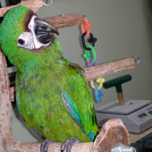 Severe Macaw Parrots For Sale Online - Live Parrots