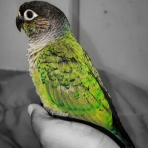 Sophia – Green Cheek Conure