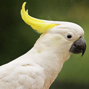 Sulfer Crested Cockatoo