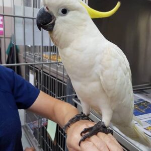 Sulphur Crested Cockatoo Parrot