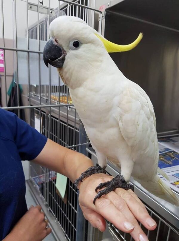 Sulphur Crested Cockatoo Parrot