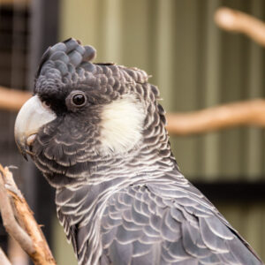 Teddy – Carnaby’s Black Cockatoo