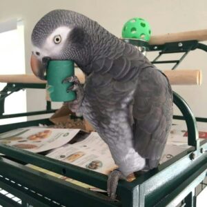 Timneh African Grey Parrot