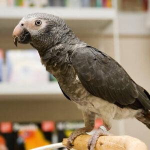 Timneh African Grey Parrot Parrots For Sale Online - Live Parrots