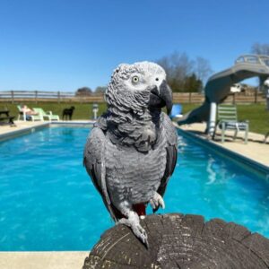 Titos | African Grey Bird for Sale