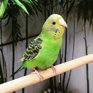 Tuffy – Golden parakeet