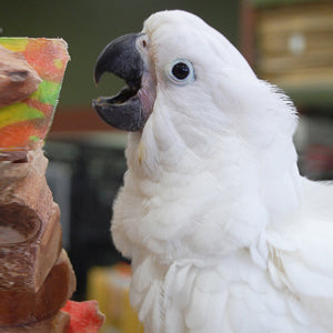 Umbrella Cockatoo Parrot