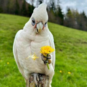 Umbrella Cockatoo Parrots