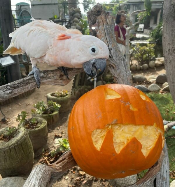 Umbrella Cockatoo Parrots