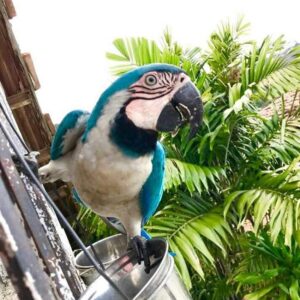 White and Blue Macaw Parrot