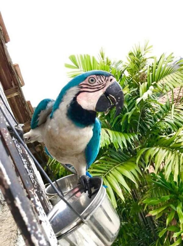 White and Blue Macaw Parrot