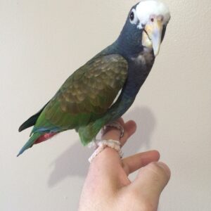 White Capped Pionus Parrots For Sale Online - Live Parrots