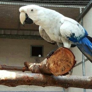 White Scarlet Macaw Parrots