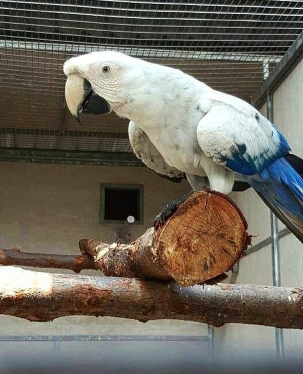 White Scarlet Macaw Parrots