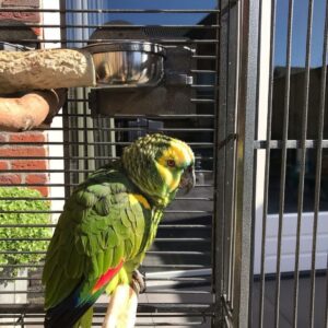 Yellow Crowned Amazon Parrot