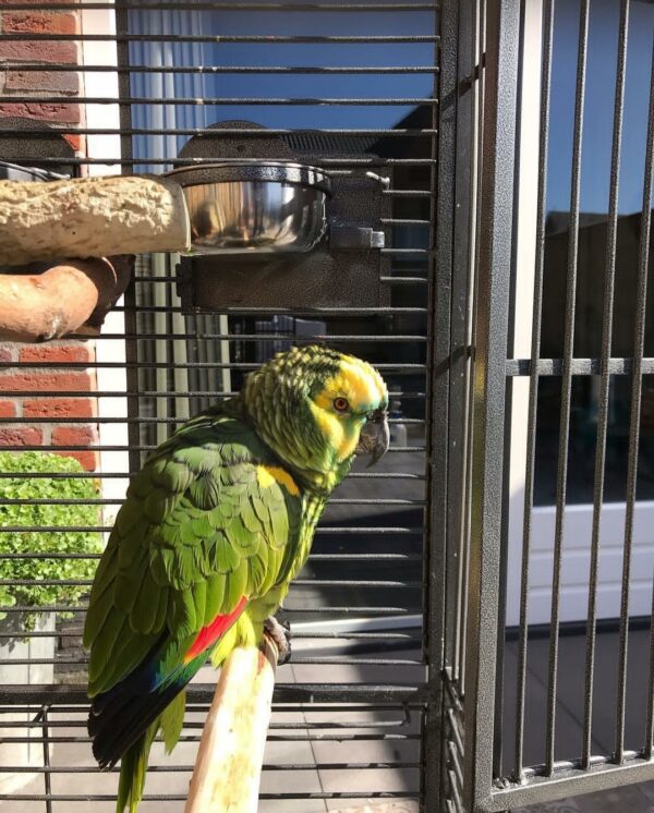 Yellow Crowned Amazon Parrot