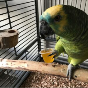 Yellow Crowned Amazon Parrot