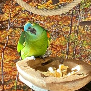 Yellow Crowned Amazon Parrot