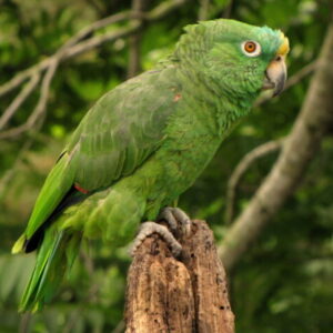 Yellow Crowned Amazon Parrots For Sale Online - Live Parrots