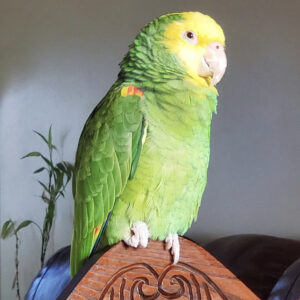 Yellow headed Amazon parrot