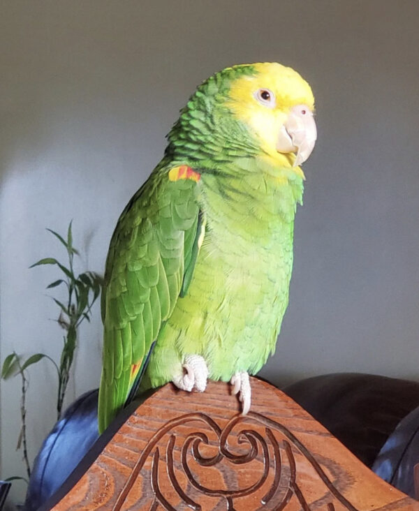 Yellow headed Amazon parrot