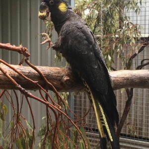 Yellow Tail Black Cockatoo Parrots