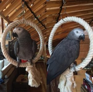 African grey parrots for sale