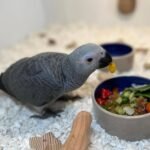 African grey parrot for sale