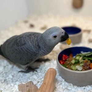 African grey parrot for sale