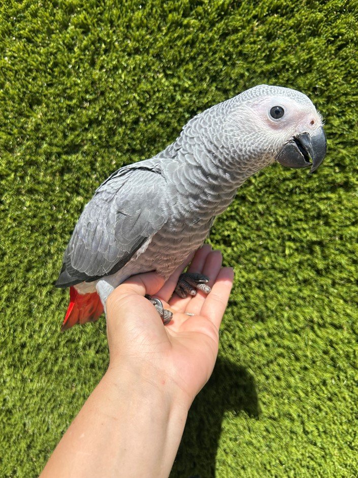 african grAfrican Grey Congo Parrotey congo parrot African Grey Congo Parrot