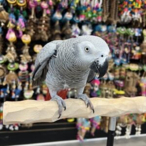 African Grey Parrot