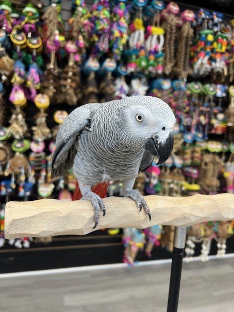 African Grey Parrot