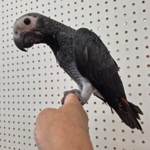 African Grey Timneh Parrot