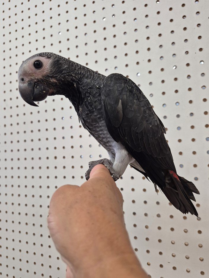African Grey Timneh Parrot